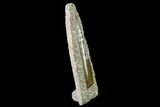 Fossil Orthoceras Sculpture - Tall - Morocco #136420-1
